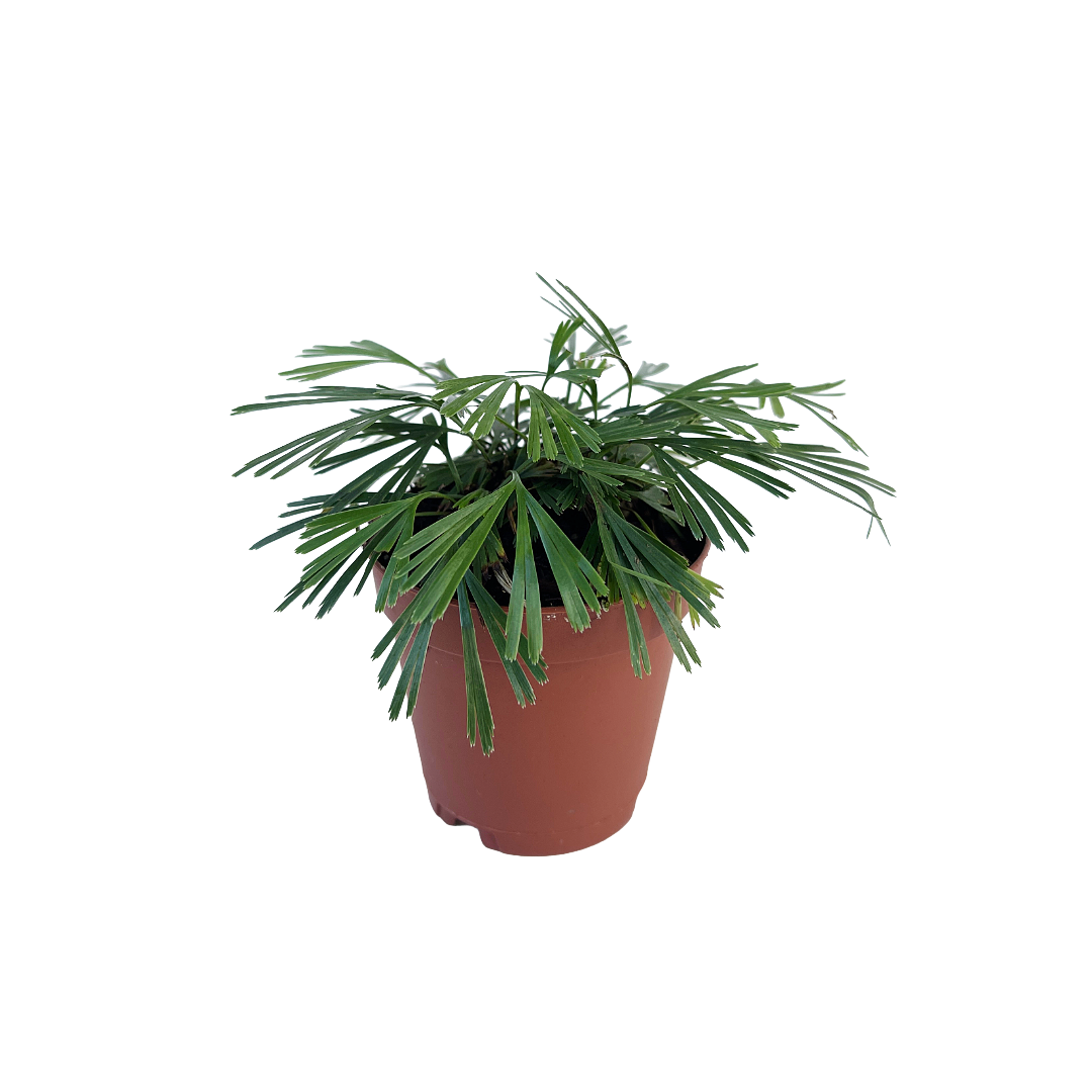 Actiniopteris australis (Eyelash Fern)