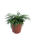 Actiniopteris australis (Eyelash Fern)