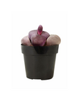 Pleiospilos nelii (Split Rock)