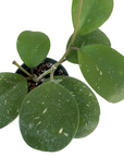 Hoya obovata
