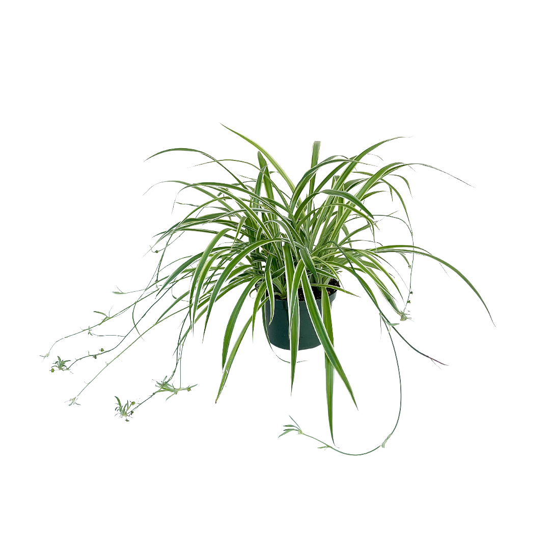 chlorophytum variegatum Chlorophytum comosum 'Variegatum' (Spider Plant) – Diameter Plants