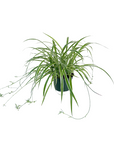 Chlorophytum comosum 'Variegatum' (Spider Plant)