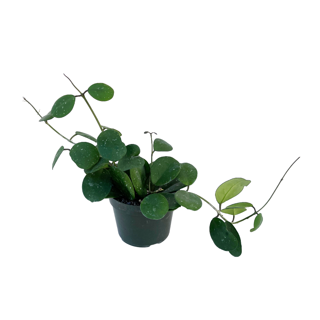 Hoya obovata - Thumbnail 2