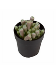Fenestraria aurantiaca (Baby Toes)
