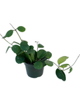 Hoya obovata