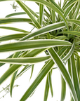 Chlorophytum comosum 'Variegatum' (Spider Plant)