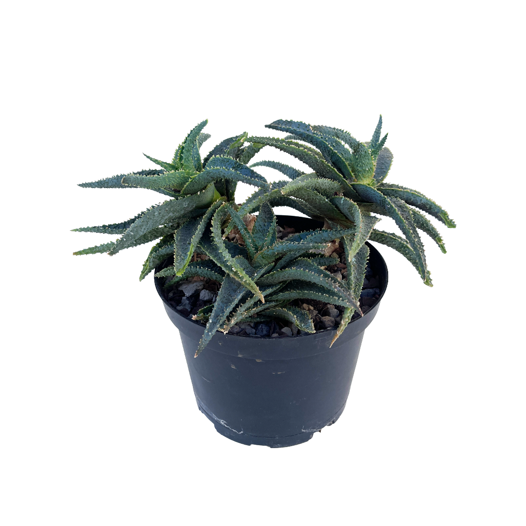 Aloe 'Lavender Star'