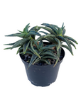 Aloe 'Lavender Star'