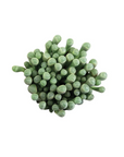 Fenestraria aurantiaca (Baby Toes)