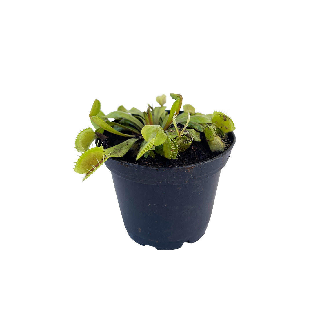 Dionaea muscipula (Venus Fly Trap) - Thumbnail 2