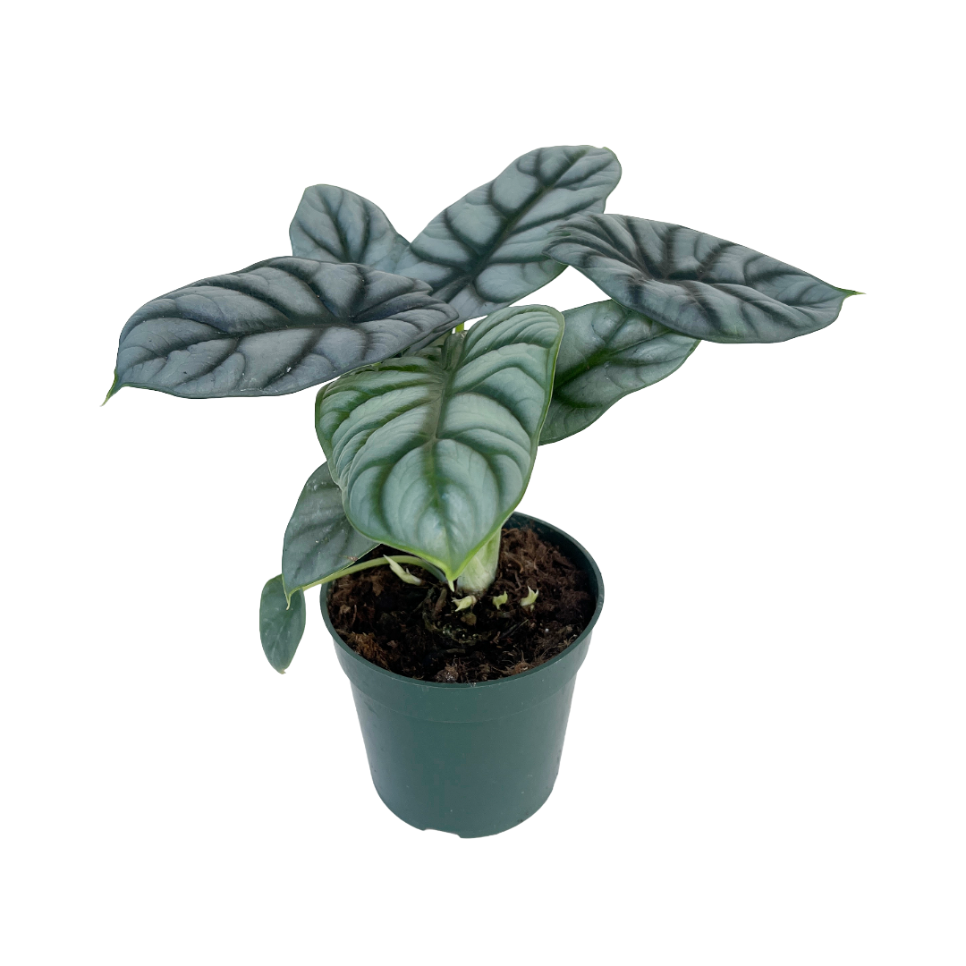 Alocasia 'Silver Dragon' - Thumbnail 2