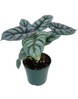 Alocasia 'Silver Dragon'