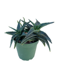 Aloe 'Lavender Star'