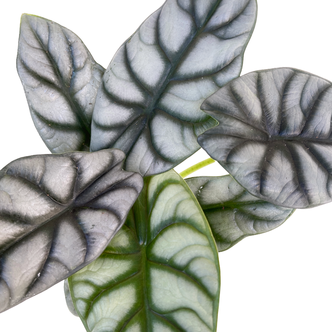 Alocasia 'Silver Dragon'