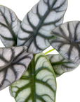 Alocasia 'Silver Dragon'