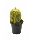 Parodia leninghausii (Golden Ball Cactus)