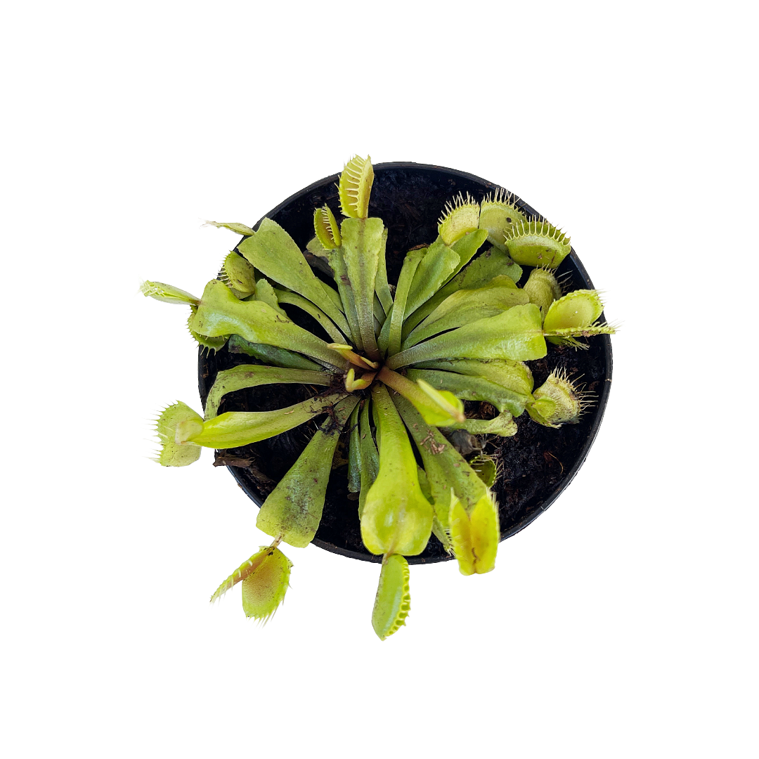 Dionaea muscipula (Venus Fly Trap)