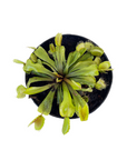 Dionaea muscipula (Venus Fly Trap)