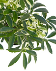 Schefflera arboricola 'Mini Moondrop'