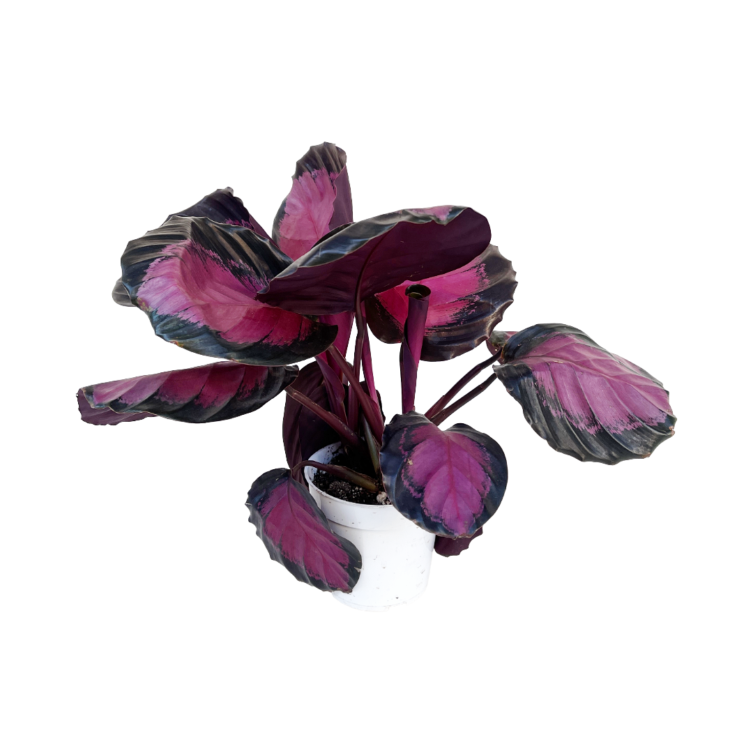 Goeppertia roseopicta 'Rosy' - Thumbnail 2