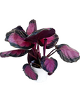 Goeppertia roseopicta 'Rosy'