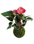 Anthurium 'Red'