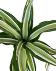 Dracaena fragrans 'Kanzi'