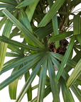 Rhapis excelsa (Lady Palm)