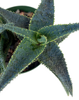 Aloe 'Lavender Star'