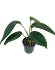 Monstera aureopinnata