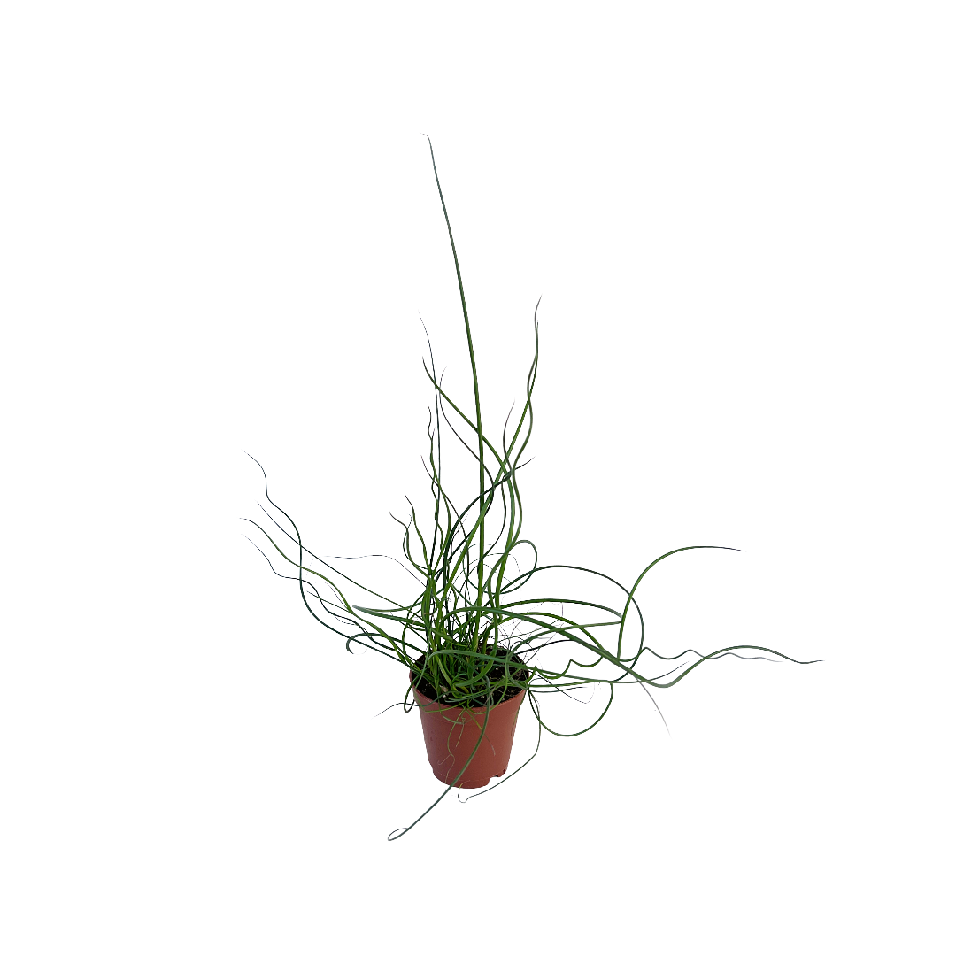 Juncus effusus 'Spiralis' (Corkscrew Rush) - Thumbnail 2