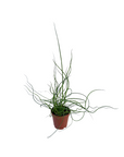 Juncus effusus 'Spiralis' (Corkscrew Rush)
