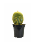 Parodia leninghausii (Golden Ball Cactus)