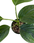 Monstera aureopinnata