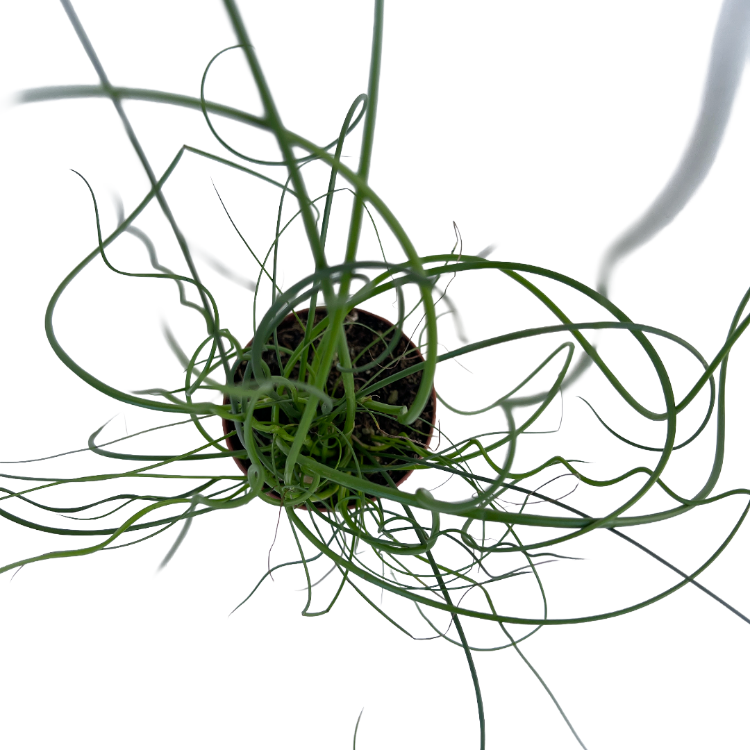 Juncus effusus &#39;Spiralis&#39; (Corkscrew Rush)