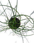Juncus effusus 'Spiralis' (Corkscrew Rush)