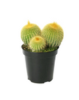Parodia leninghausii (Golden Ball Cactus)