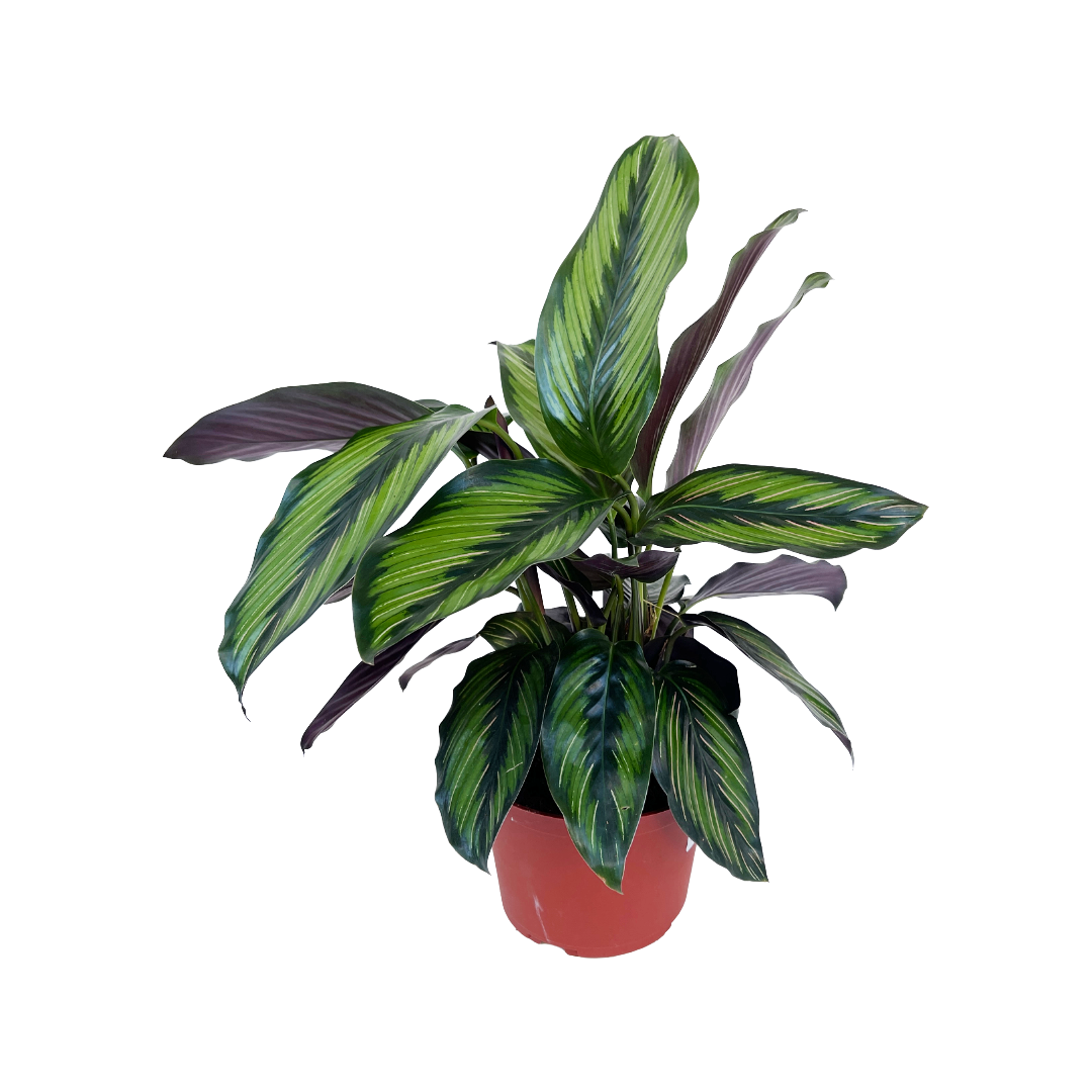 Goeppertia ornata 'Beauty Star'