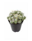 Mammillaria gracilis fragilis (Thimble Cactus)