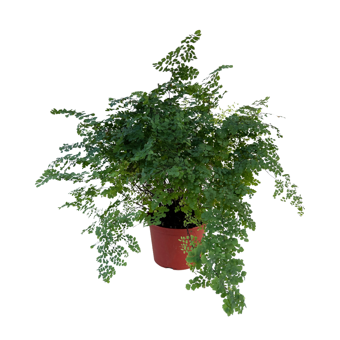Adiantum raddianum 'Fritz Luthi' - Thumbnail 2