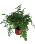 Adiantum raddianum 'Fritz Luthi'