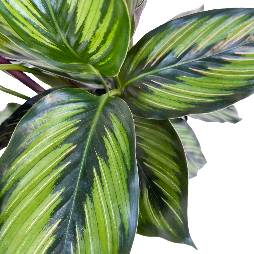 Goeppertia ornata 'Beauty Star' - Thumbnail 2