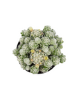 Mammillaria gracilis fragilis (Thimble Cactus)