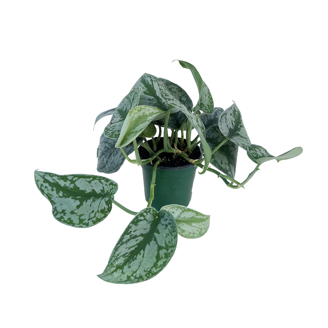 Scindapsus pictus 'Silver Splash' - Thumbnail 2