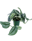 Scindapsus pictus 'Silver Splash'