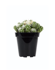 Mammillaria gracilis fragilis (Thimble Cactus)