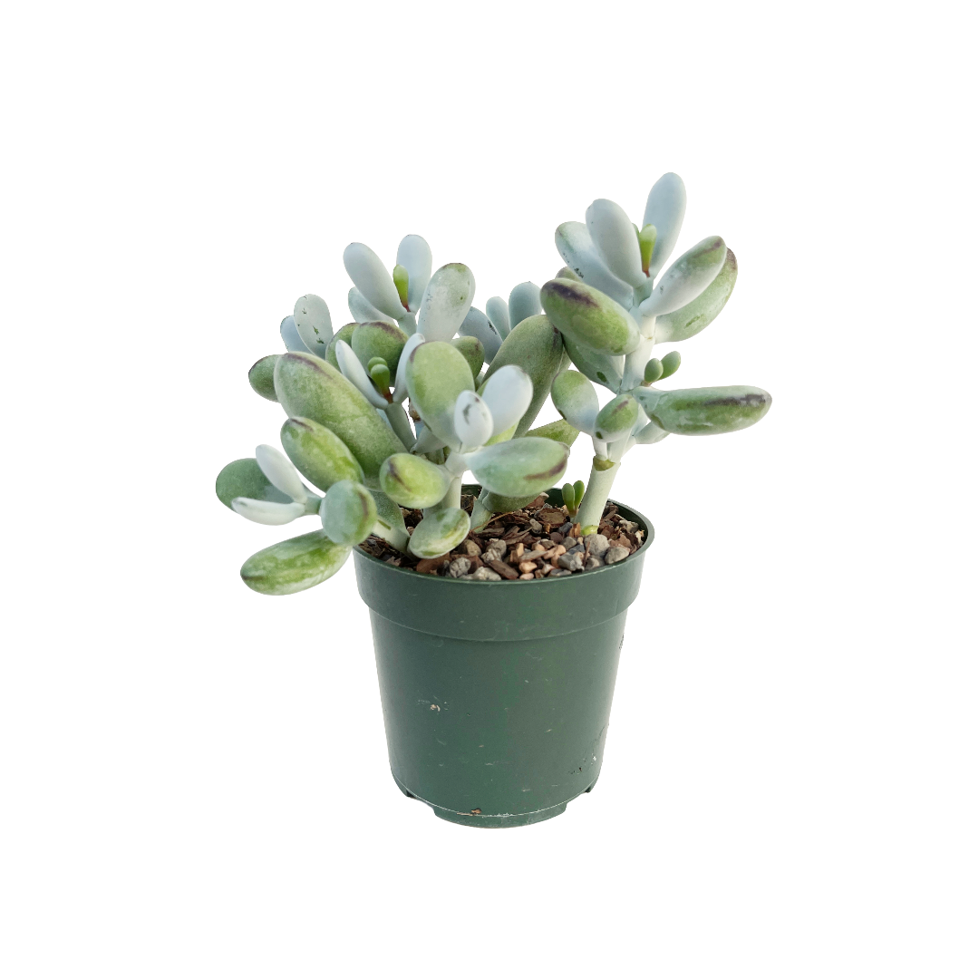 Cotyledon orbiculata - Thumbnail 2
