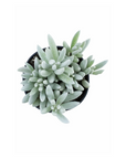 Senecio haworthii (Cocoon Plant)