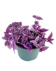 Tradescantia 'Pink Paradise'