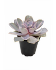 Echeveria 'Perle Von Nurnberg'